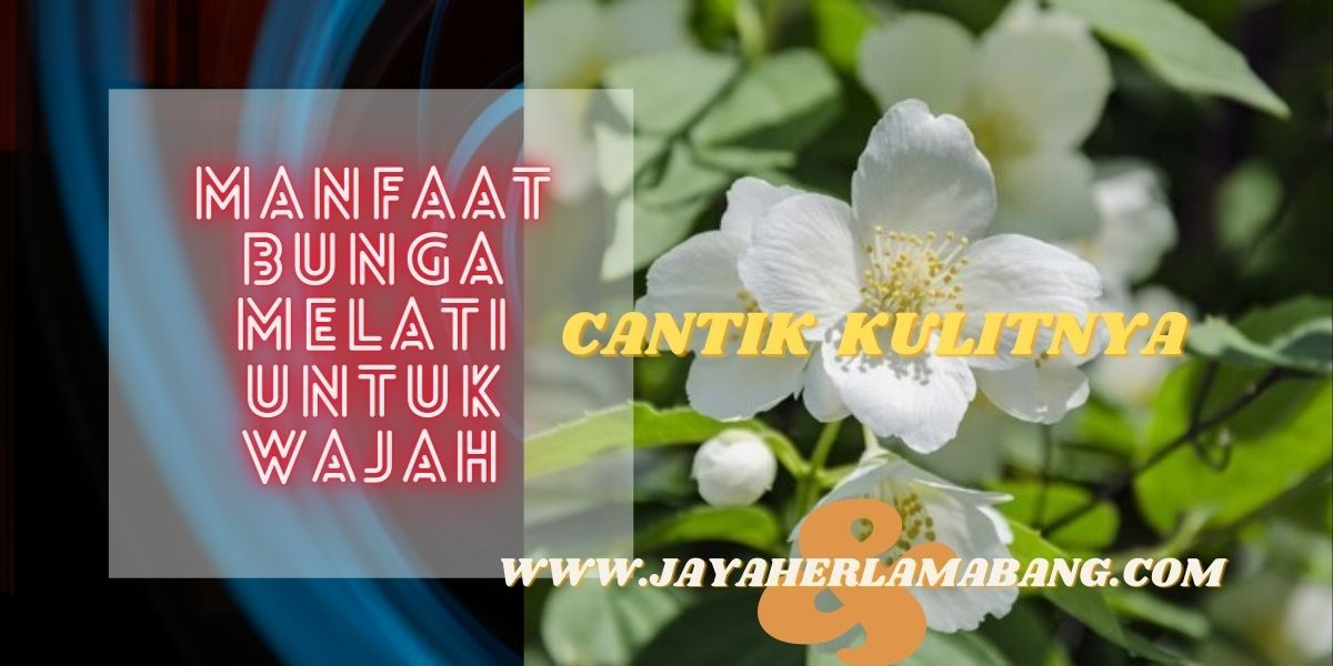 Manfaat Bunga  Melati  Untuk Kesehatan Wajah Dan Kecantikan